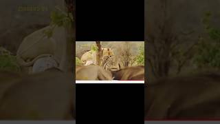 2023Heartbreaking! Male Lion Alone Fights With Ferocious Buffaloes To Protect Cub Only To G...