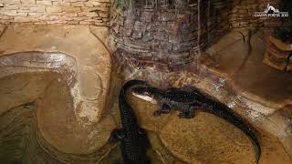 Alligators Relax Under A Waterfall