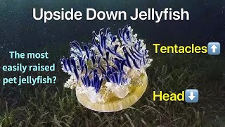 👋Touch My Pet【Upside Down Jellyfish】. They Can Photosynthesize‼️Pet Jellyfish Care, Aquarium Art