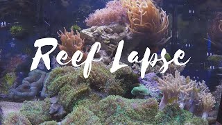 Reef Lapse | Colorado Sunburst Anemone and Xenia Nano Reef Time Lapse