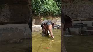 Elephant Sri Lanka🐘🖤#subscribe#elephant#srilankaelephant#travel#shorts#srilanka#srilankatravel