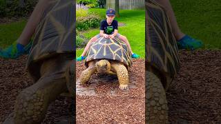 Boy Rides Turtle 🐢 slow Ride !! @MindlessBuilders  #rider #of #turtle #zoo #fun #shorts #enjoy