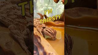 Bearded Dragon Drinking Water #lizard #pets #aquarium