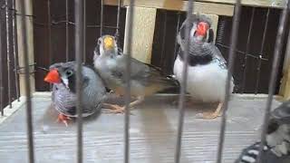 طيور زيبرا فينش شابة     zebra finch