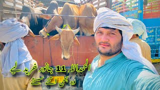 Alhamdulillah 11 janwar khareed liy 😍 | Mandi 2024 | Bakra eid 2024 | Eid ul adha | new update 15/6/