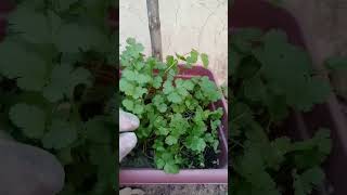 Fresh Coriander (دھنیا) Grown In Pot | Home Plants