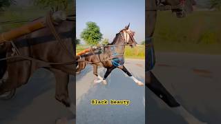 horse race #horsevideos #horserace #shortvideo