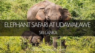 Elephant safari at Udawalawe National Park, Sri Lanka