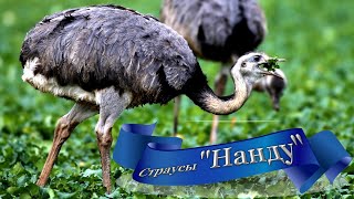 Страусы"Нанду" Bayreuth Die schönsten Ausblicke über die Tierpark am Röhrensee./ The Natural World /