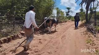 amansando pareia de garrote buzerá manhosos parte:2 "desembestado"