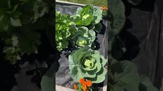 Raised bed with cabbage and celery