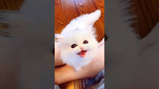 cute cat baby 😻#cat#shorts#short#shortvideo#trending#trend#video