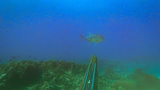 Spearfishing Indonesia | Giant Trevally And Markerel Fish