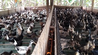 EP-028 | Duck Farming | With Mini Pool or Without? | Which One is Good For Ducks