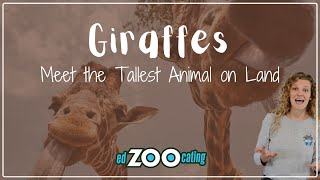 Giraffes | EdZOOcating Adventures