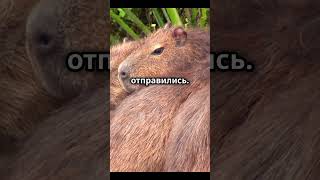 Удивительные факты о капибарах!👀 #shorts #animals