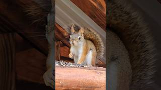 Red Squirrel Afternoon Snack #redsquirrel