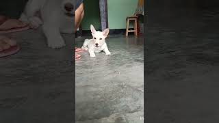 #Play Time #Puppy love🐶💜 #Shorts#youtubeshorts #shortvideo #arunachalpradesh