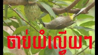 ចាបយំល្វើយៗ