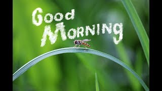 GOOD MORNING Messages Wishes video-Whatsapp for WhatsApp status