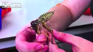 DISGUSTING SCARY HUGE BUG !!