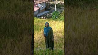 #shortvideo SEHAT SEHAT EMAK  #garut #pesawahan #keindahanalam #kampunghalaman