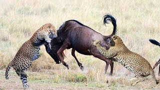 Leopard Vs Wildbeest In A Big Fights  Wild Animal