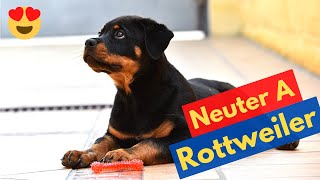 What's the Best Age to Neuter a Rottweiler?