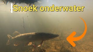 Snoeken onderwater filmen met de GOPRO