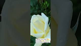 Merece um like?😀👍Gratidão🙌🦜🌸🦜🦜🦜16/10/2024 Argentina #rose  #nature