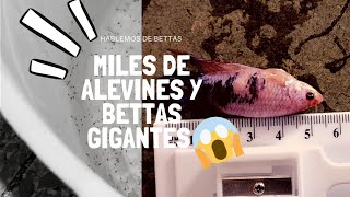 😱NACIERON miles de Alevines y no CREERAS el TAMAÑO de las hembras GIGANTES 😮🤯😱