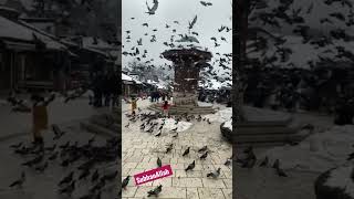 Pigeons at Old Town Sarajevo @mocktalesfamilyvlogs  #shorts #viral