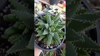 ALOE BREVIFOLIA