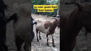 Милота: козы кормят детёнышей, Кусары, Азербайджан, goats in Qusar