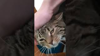 petting my cat blair