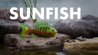 Sunfish | LIVETARGET