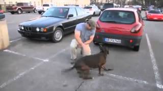 Dog Welcomes Daddy Home After 8 Month Deployment