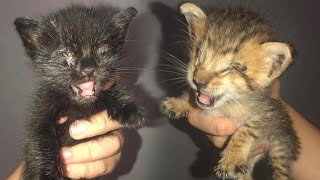 No mother in sight, two fully blind kittens are found struggling to survive