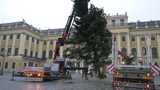 Stattliche Tanne am Weihnachtsmarkt Schloss Schönbrunn aufgestellt