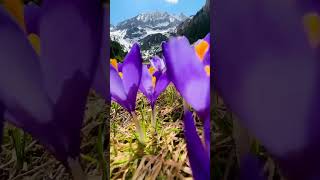 Valea Sambetei - Muntii Fagaras Romania! #mountains #romania #nature