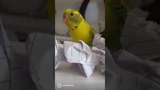 How to Deal with Hormones in Parrots