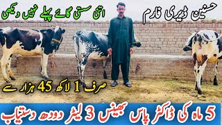 Hasnain Dairy Farm ||Doctor Pass Buffaloes ||Top Class Cows For Sale In Punjab ||Sasti Gaye For Sale