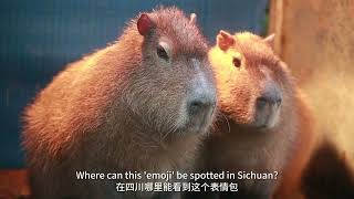 STORIES ｜ALL YOU NEED TO KNOW ABOUT CAPYABRA! Who Wants to Be Salarycapybara? Highly Paid in China!