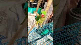 hmare Mithu ki gaadi ja rahi ha #parrot