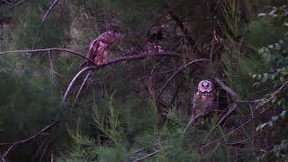 Waldohreulen in der Dämmerung -Long-eared Owls at Twilight