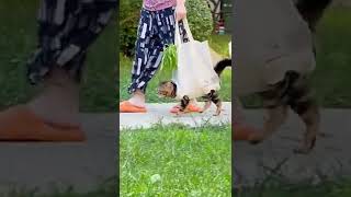 🐾🐾🐾 Лапками так топ-топ🤣😂🐱#shorts #котикиобормотики #юмор #любимыезверята