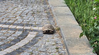 A little friend I made in Pamukkale. #tortoise #pamukkale #littlefriend