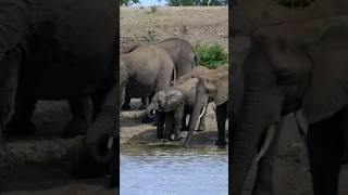 Massive herd of elephants drinking at Grootvlei dam!