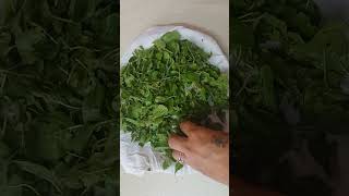 Home made Oregano easy method घर में खुद से बनाएं ओरिगैनो / Origano / Origeno /