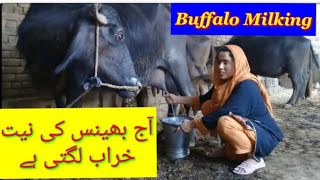 Buffalo Milking krty wqt Bhense ny Mera burra haal kr dia II VillageGirlsLife